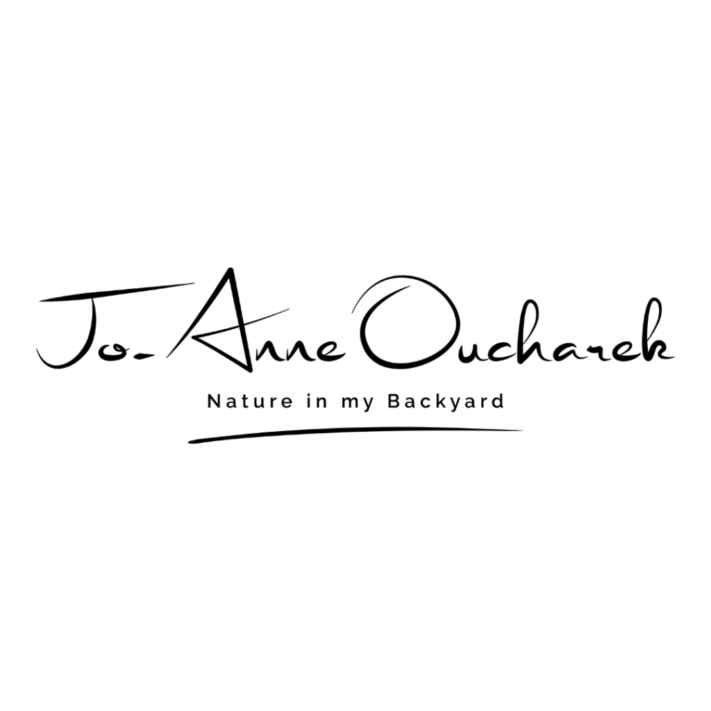 Black lettering on a white background. Jo-Ann Oucharek in large, loose, brush stroke like font. Nature in my Backyard in small simple blocky font, underlined with a brush stroke.